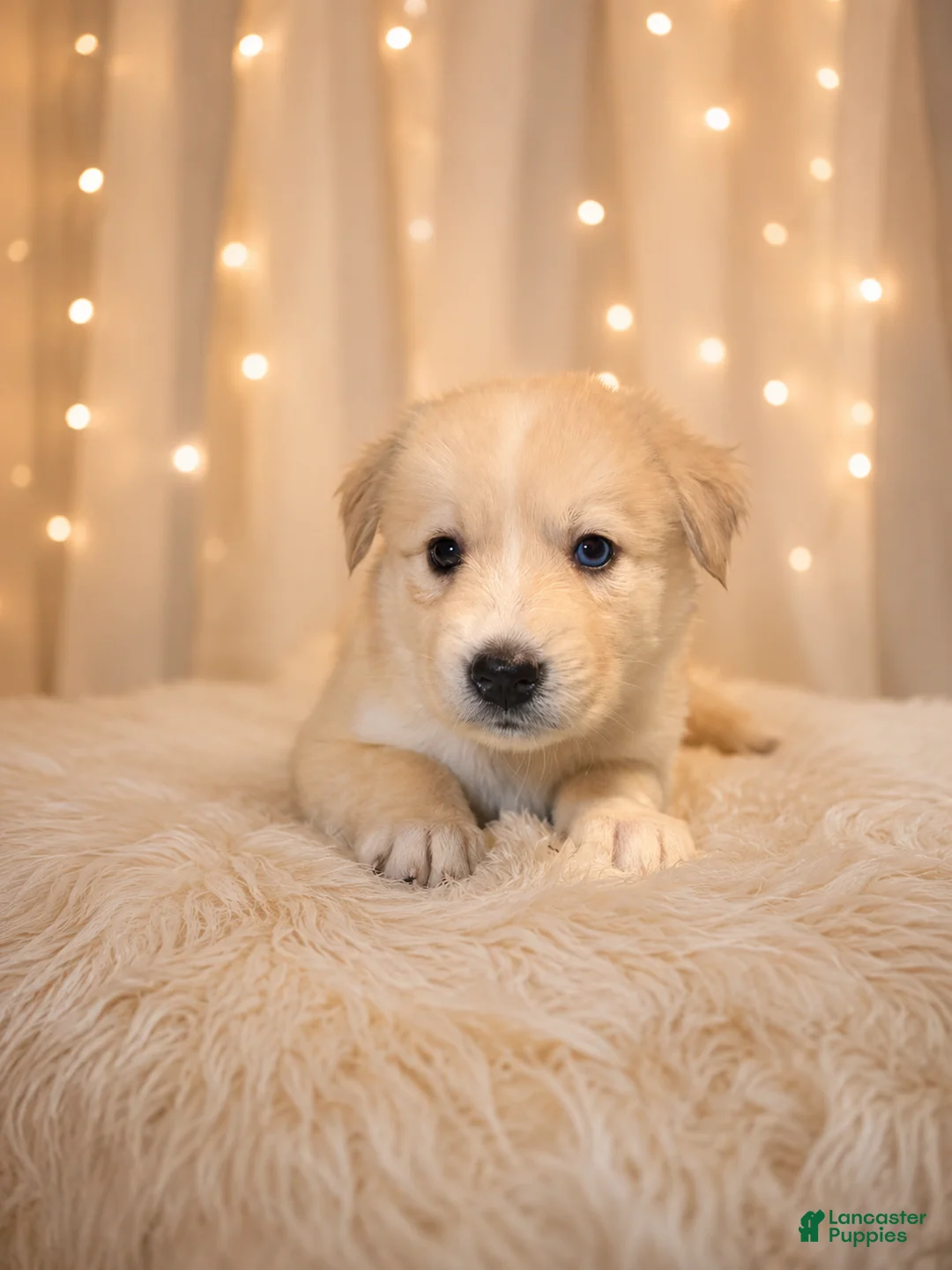 Goberian dogs for sale: Misty - Ad 1