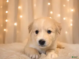 Goberian dogs Misty - Ad 2