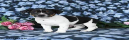 Jack Russell Terrier dogs for sale: Asher - Ad 3