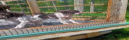 German Shorthaired Pointer dogs for sale: German Shorthaired Pointer 9 - Ad 3