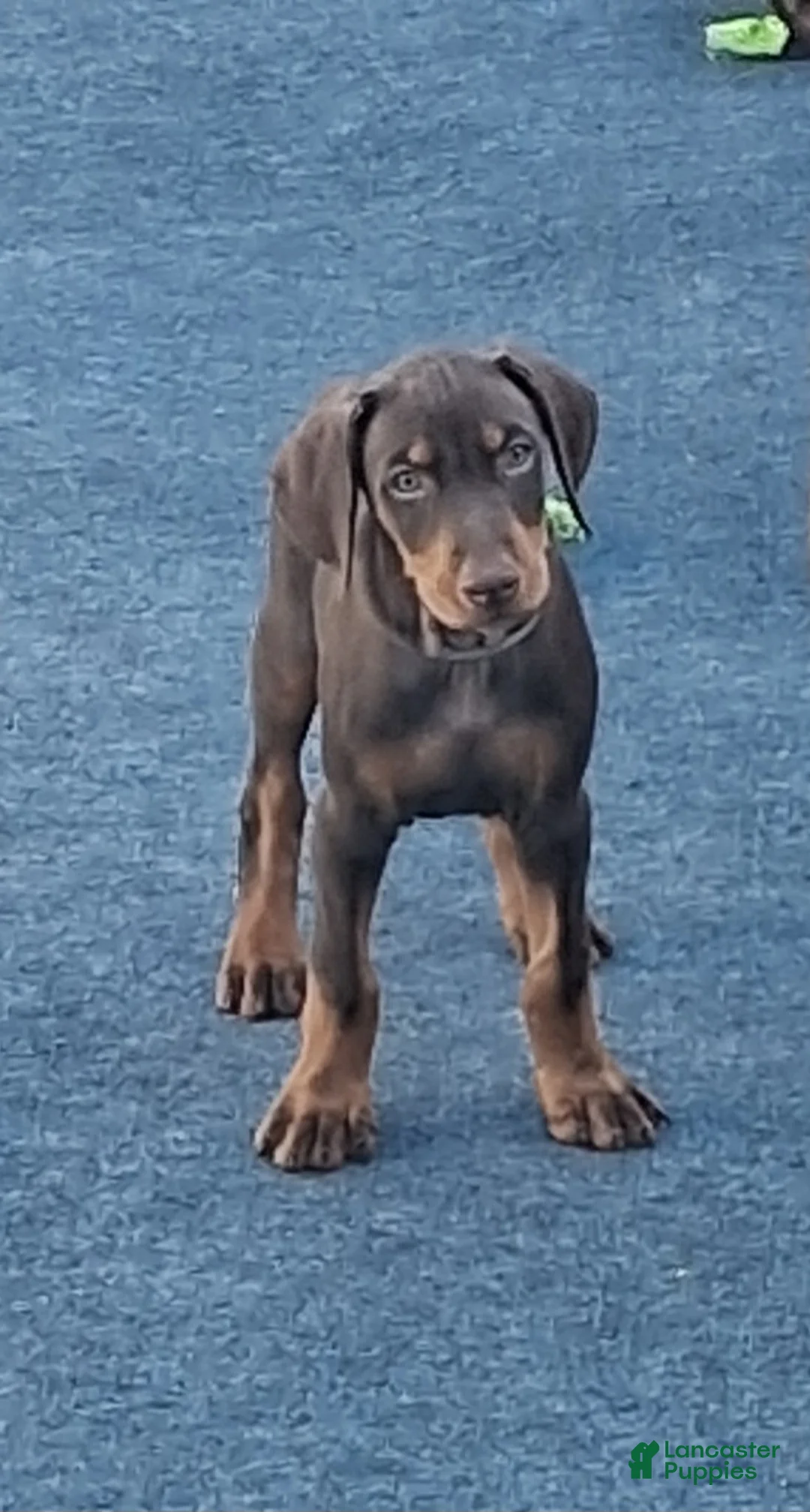 Doberman Pinscher dogs for sale: Doberman Pinscher Puppy 2 - Ad 2