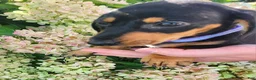 Miniature Dachshund dogs for sale: Zurie - Ad 9