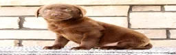 Labrador Retriever dogs for sale: Oscar - Ad 2
