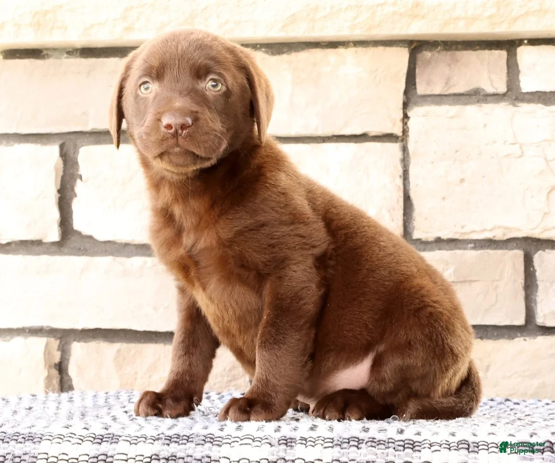Labrador Retriever dogs for sale: Oscar - Ad 2