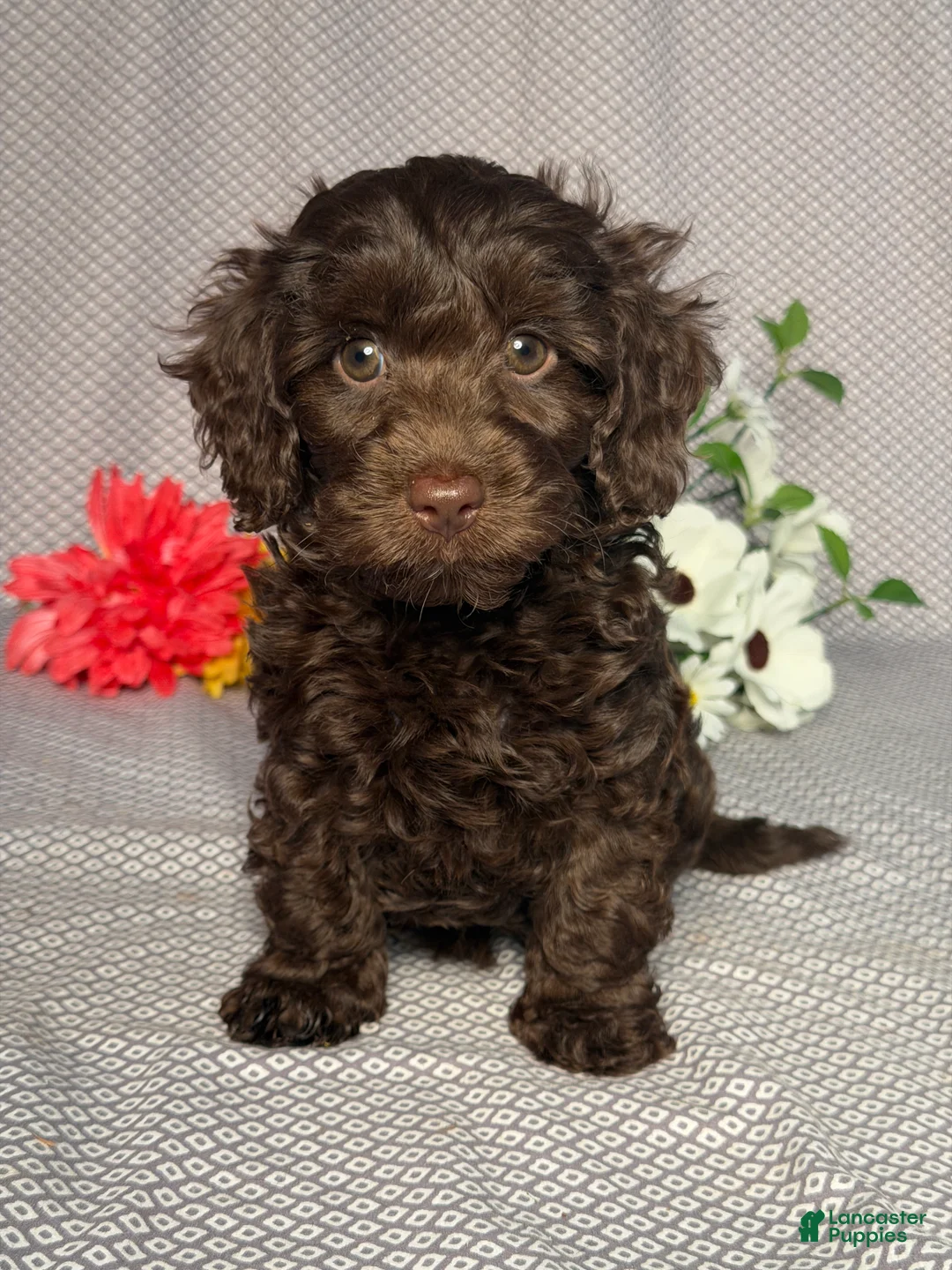 Doxiepoo dogs for sale: Willow - Ad 1