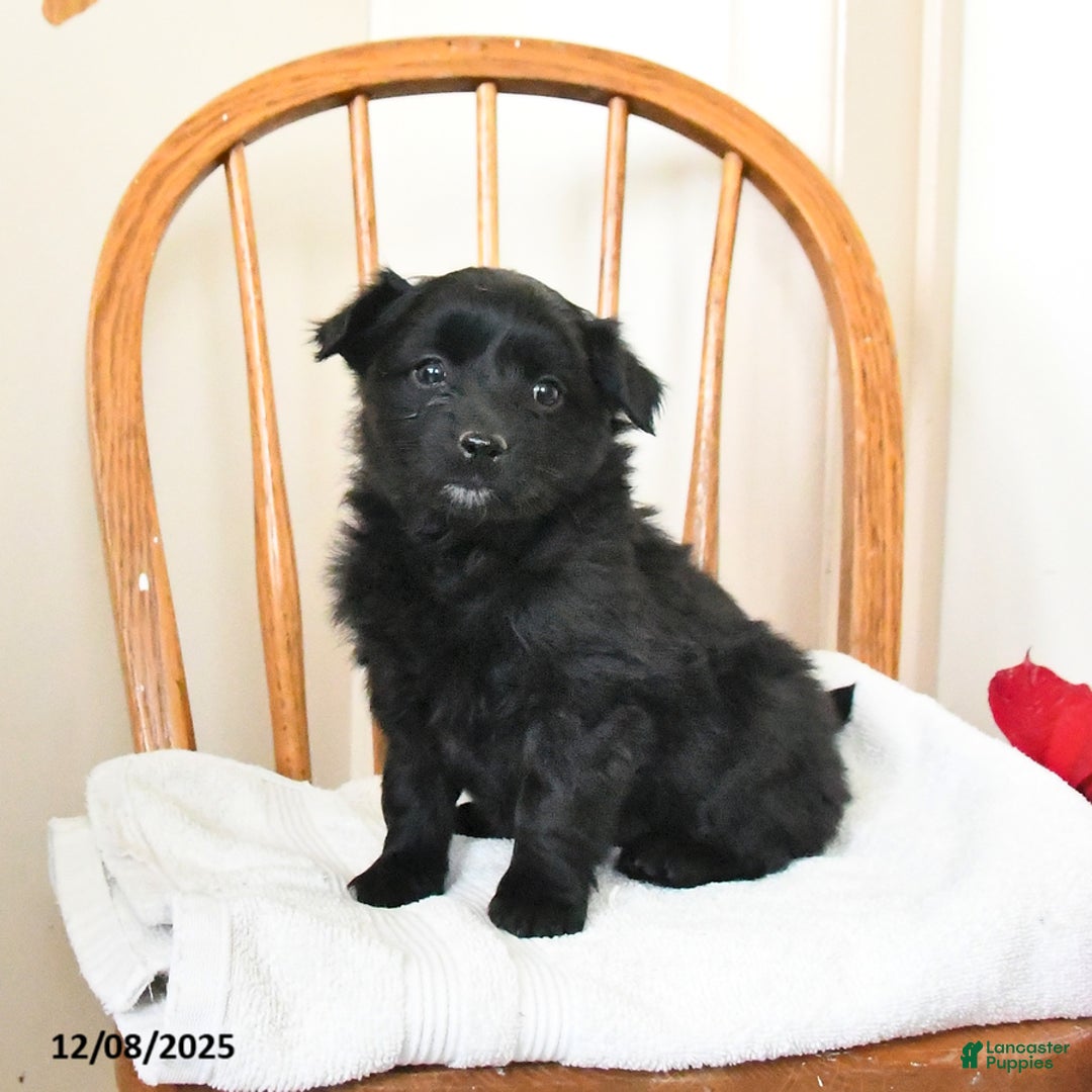 Pomapoo dogs for sale: Shadow - Ad 1