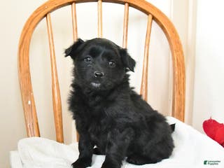 Pomapoo dogs Shadow - Ad 10