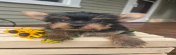 Yorkshire Terrier dogs for sale: Alice - Ad 4