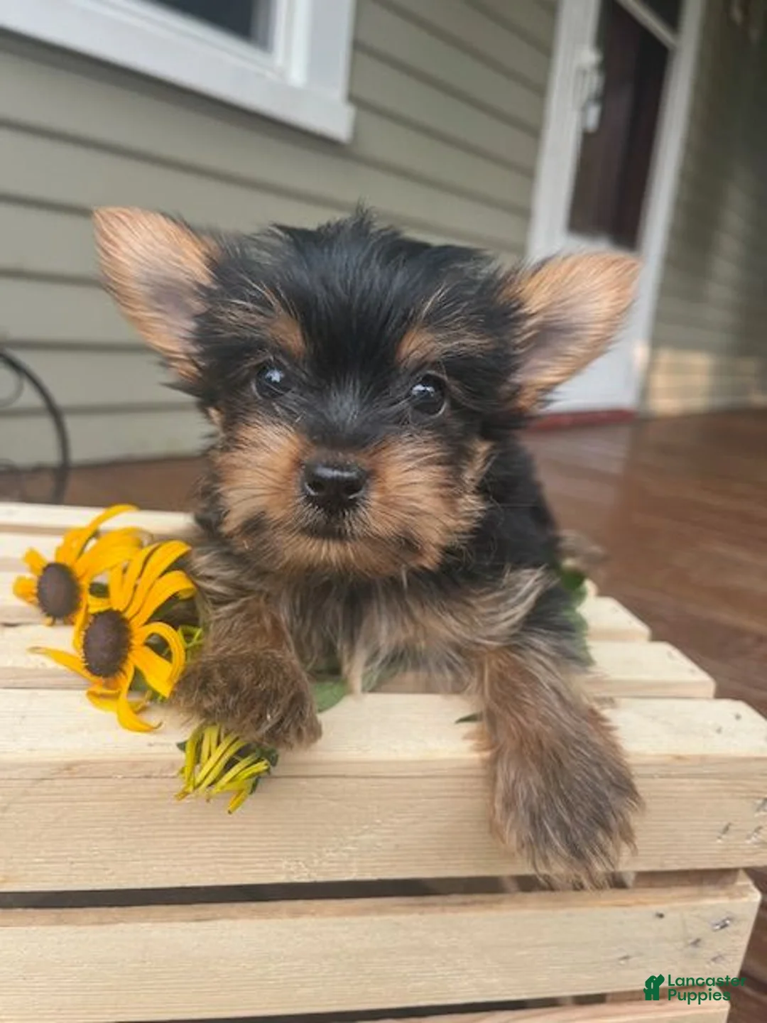 Yorkshire Terrier dogs for sale: Alice - Ad 4
