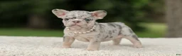 French Bulldog dogs for sale: Dahlia - Ad 3