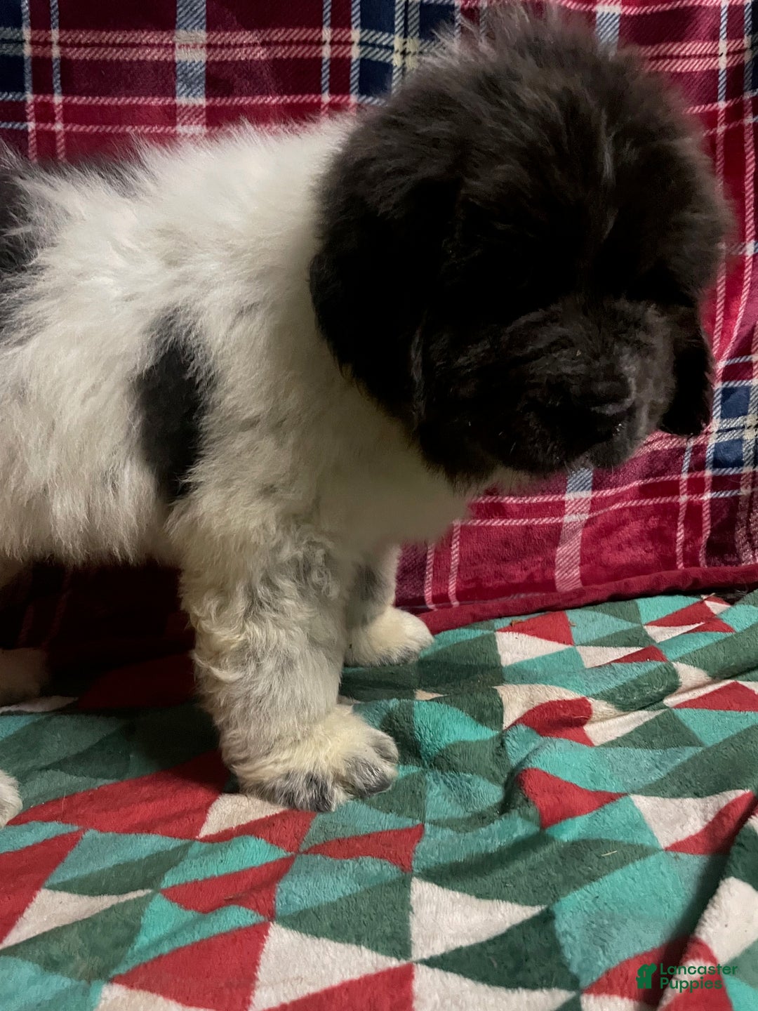 Newfoundland dogs for sale: Newfoundland Puppy 3 - Ad 11