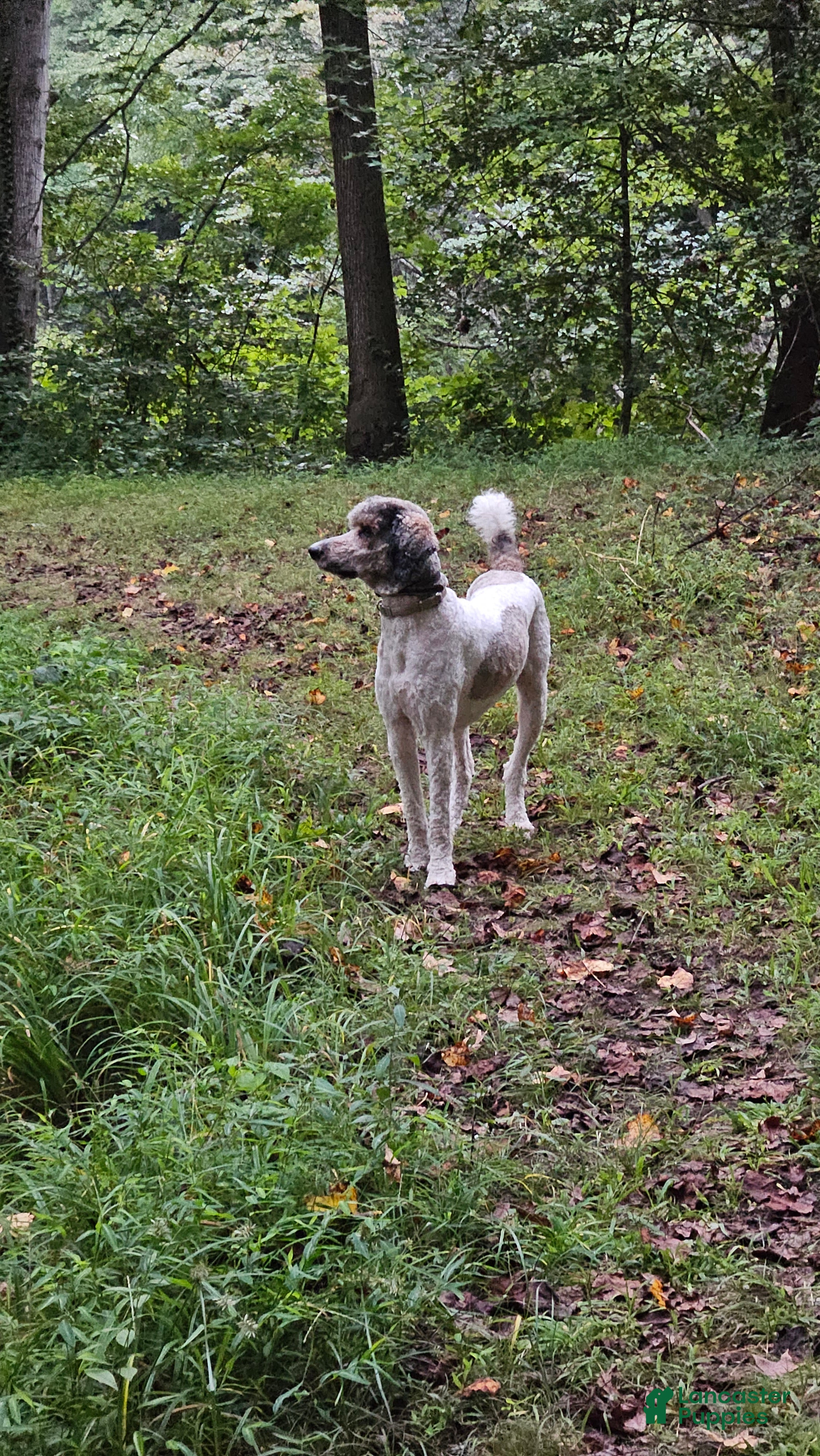 Standard Poodle dogs Standard Poodle 1 puppies - Ad 1