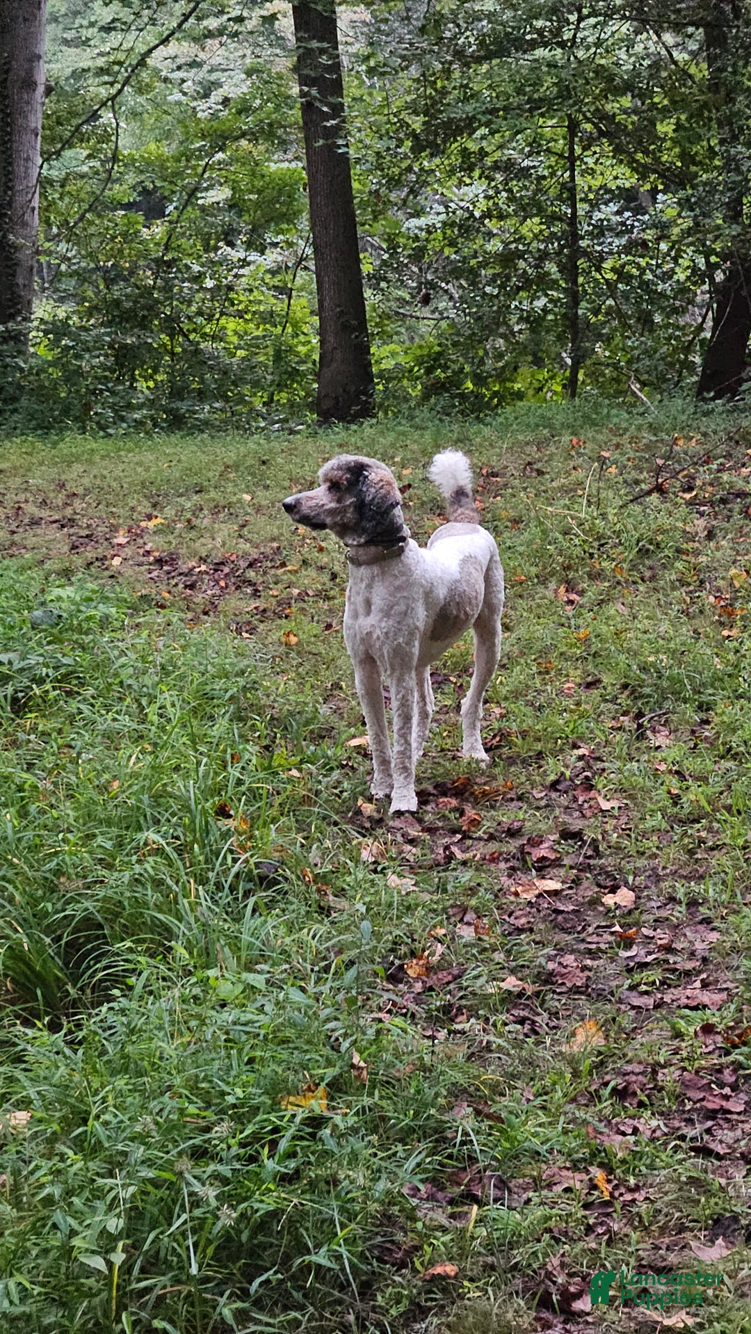 Standard Poodle dogs for stud: Standard Poodle 1 puppies - Ad 1