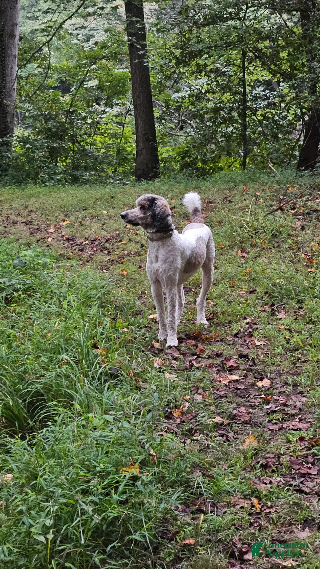 Standard Poodle dogs for stud: Standard Poodle 1 puppies - Ad 1