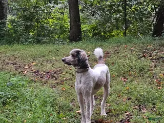 Standard Poodle dogs Standard Poodle 1 puppies - Ad 1