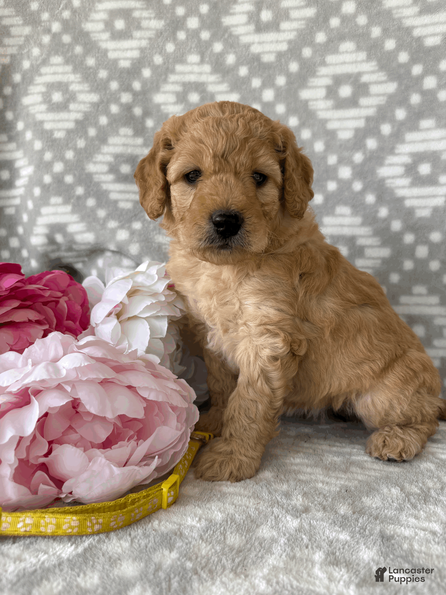 Goldendoodle dogs Marigold - Ad 1