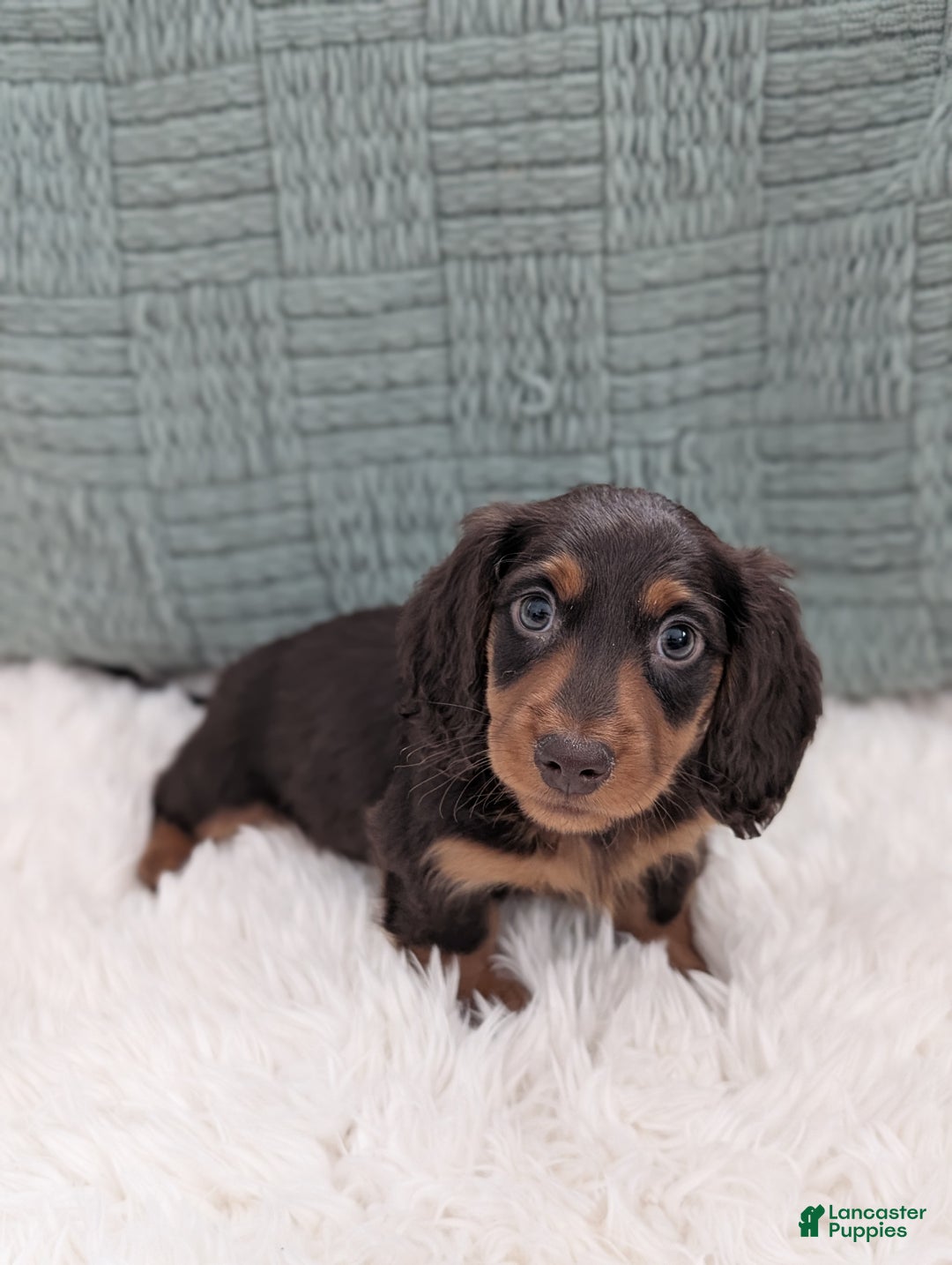 Miniature Dachshund dogs for sale: Chestnut  - Ad 8