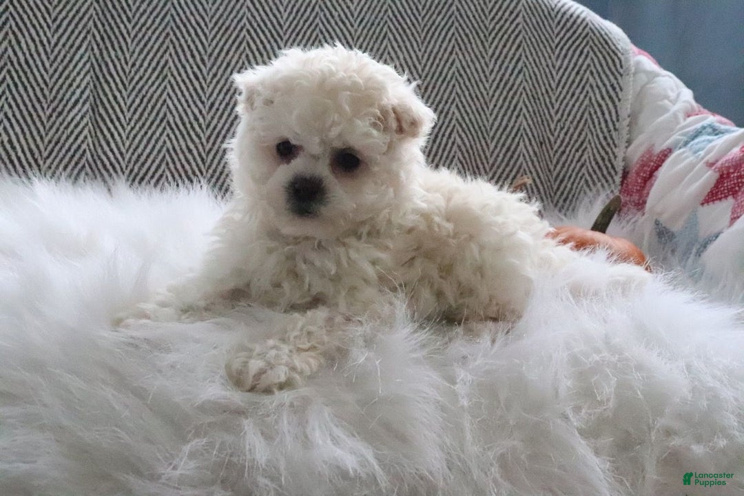 Pomapoo dogs for sale: Bella - Ad 4