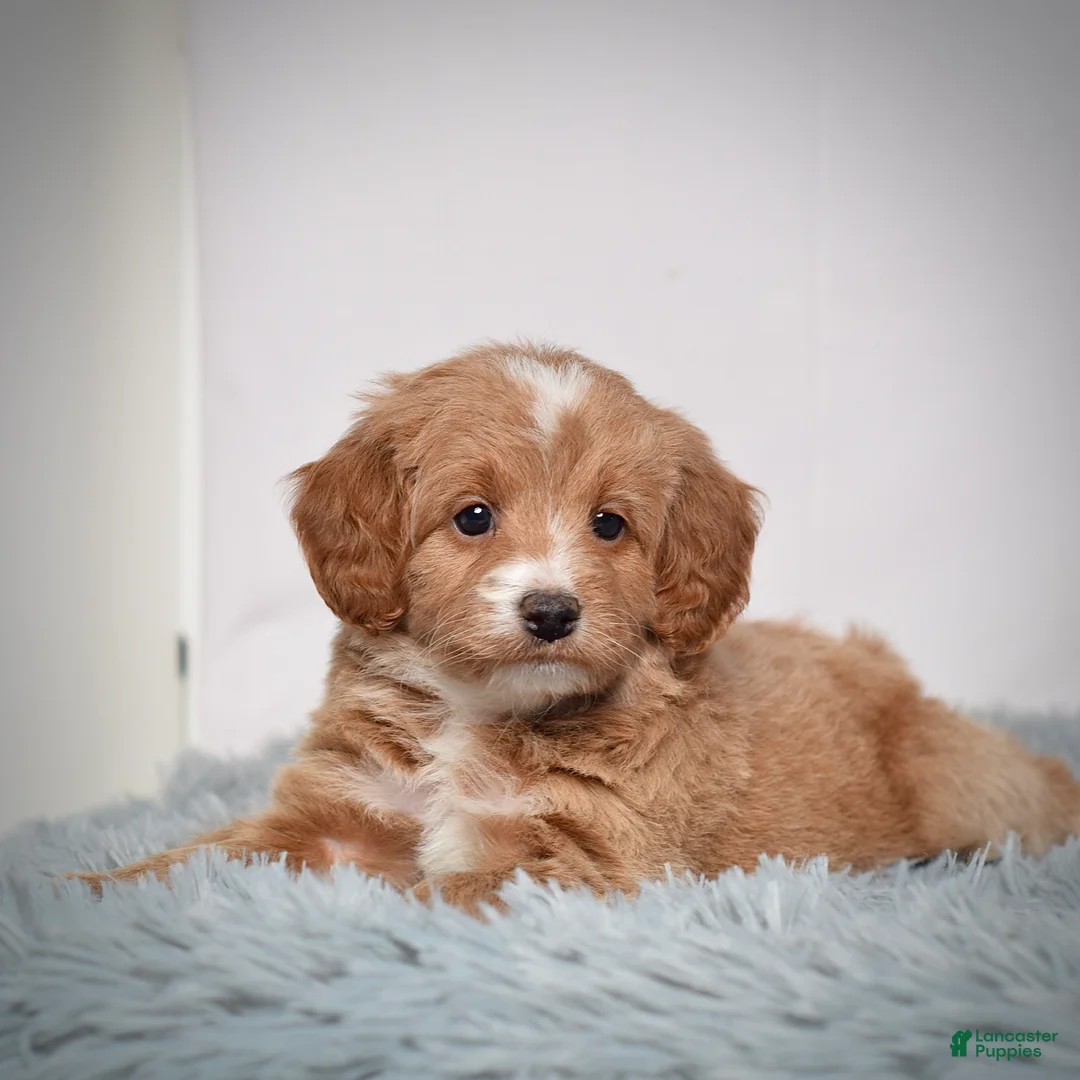 Mini Goldendoodle dogs for sale: Ms. Penelope - Ad 4