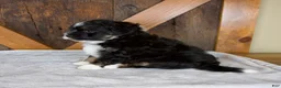 Mini Bernedoodle dogs for sale: Bandit - Ad 4