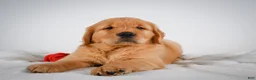 Golden Retriever dogs for sale: Rocky - Ad 7