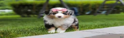 Miniature Australian Shepherd dogs for sale: Brittany - Ad 5