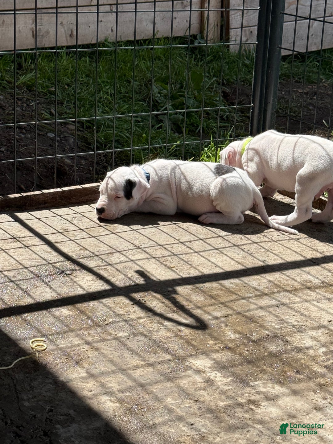 Dogo Argentino dogs for sale: Puppy M3 - Ad 15