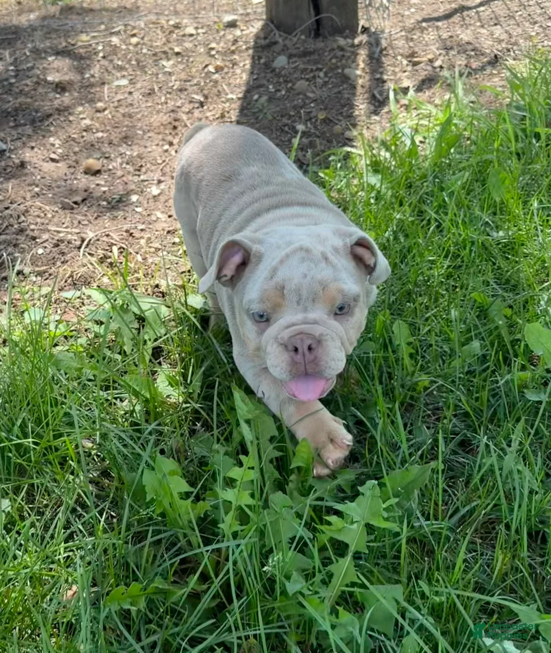 English Bulldog dogs for sale: Sophie - Ad 1