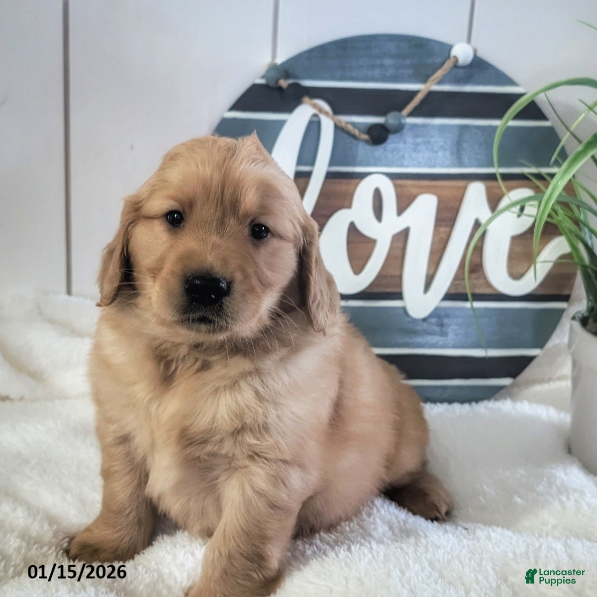 Golden Retriever dogs Sawyer - Ad 2