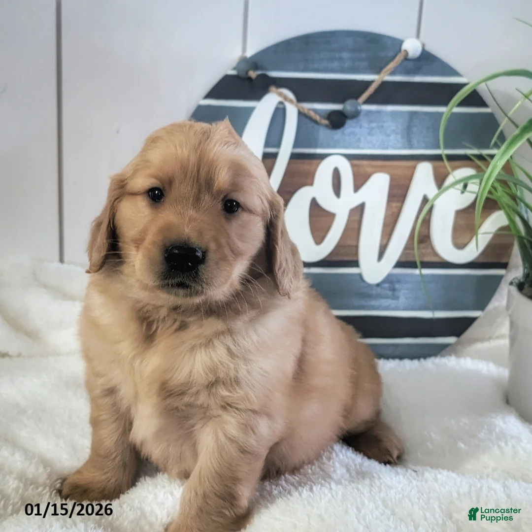 Golden Retriever dogs for sale: Sawyer - Ad 2