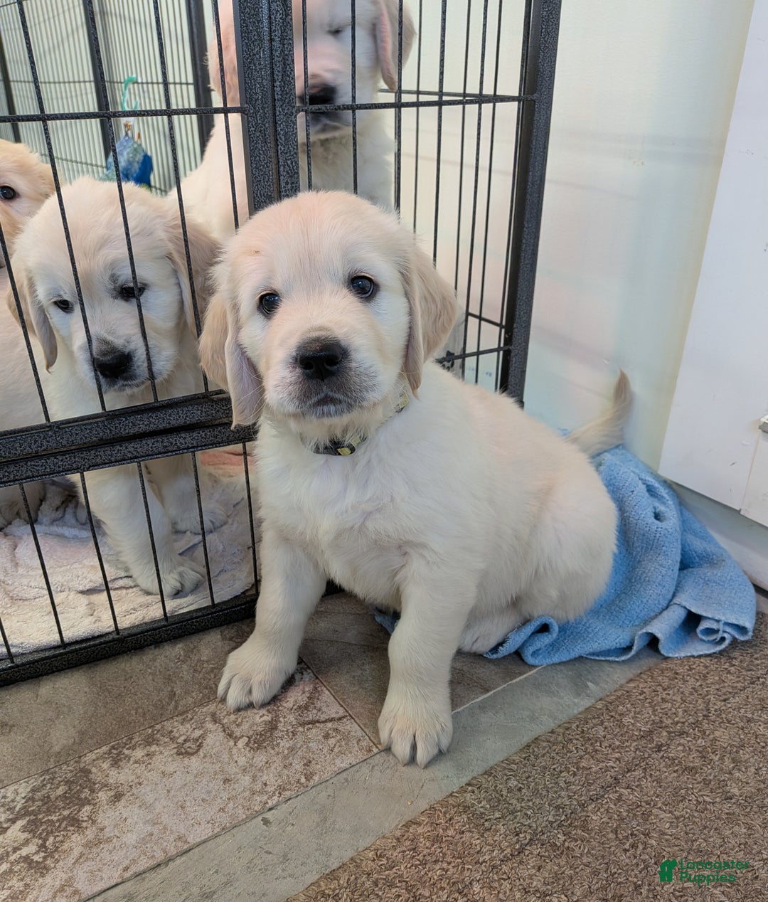 Golden Retriever dogs for sale: Ebenezer - Ad 4