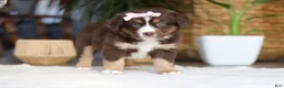 Australian Shepherd dogs for sale: Tulip - Ad 4