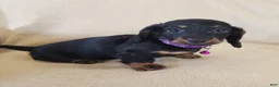 Miniature Dachshund dogs for sale: ROSIE - Ad 2