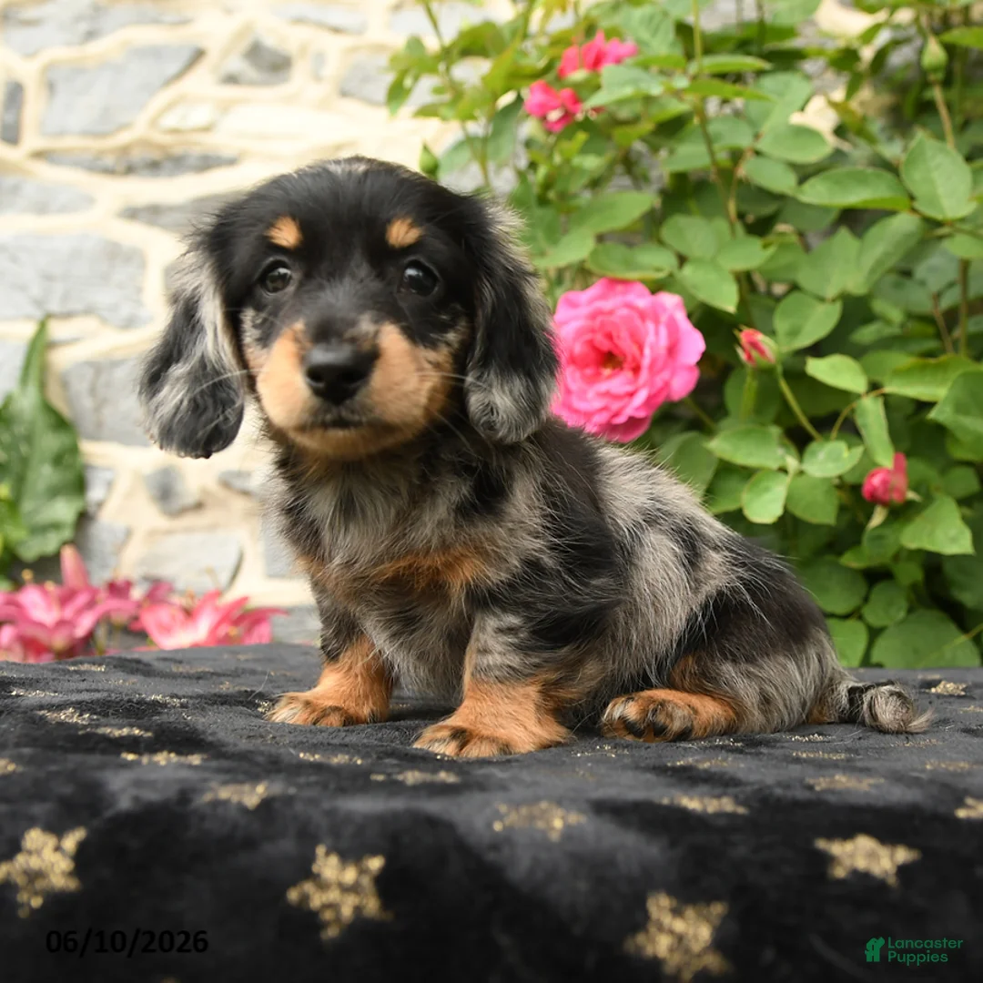 Miniature Dachshund dogs for sale: Honey - Ad 2