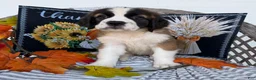 Saint Bernard dogs for sale: Glow - Ad 1