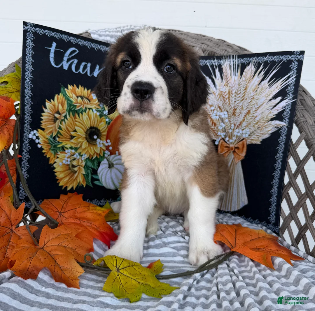 Saint Bernard dogs for sale: Glow - Ad 1