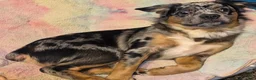 Mixed Breed dogs for sale: Koda - Ad 4