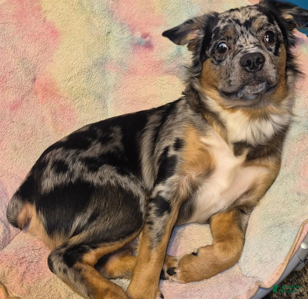 Mixed Breed dogs for sale: Koda - Ad 4