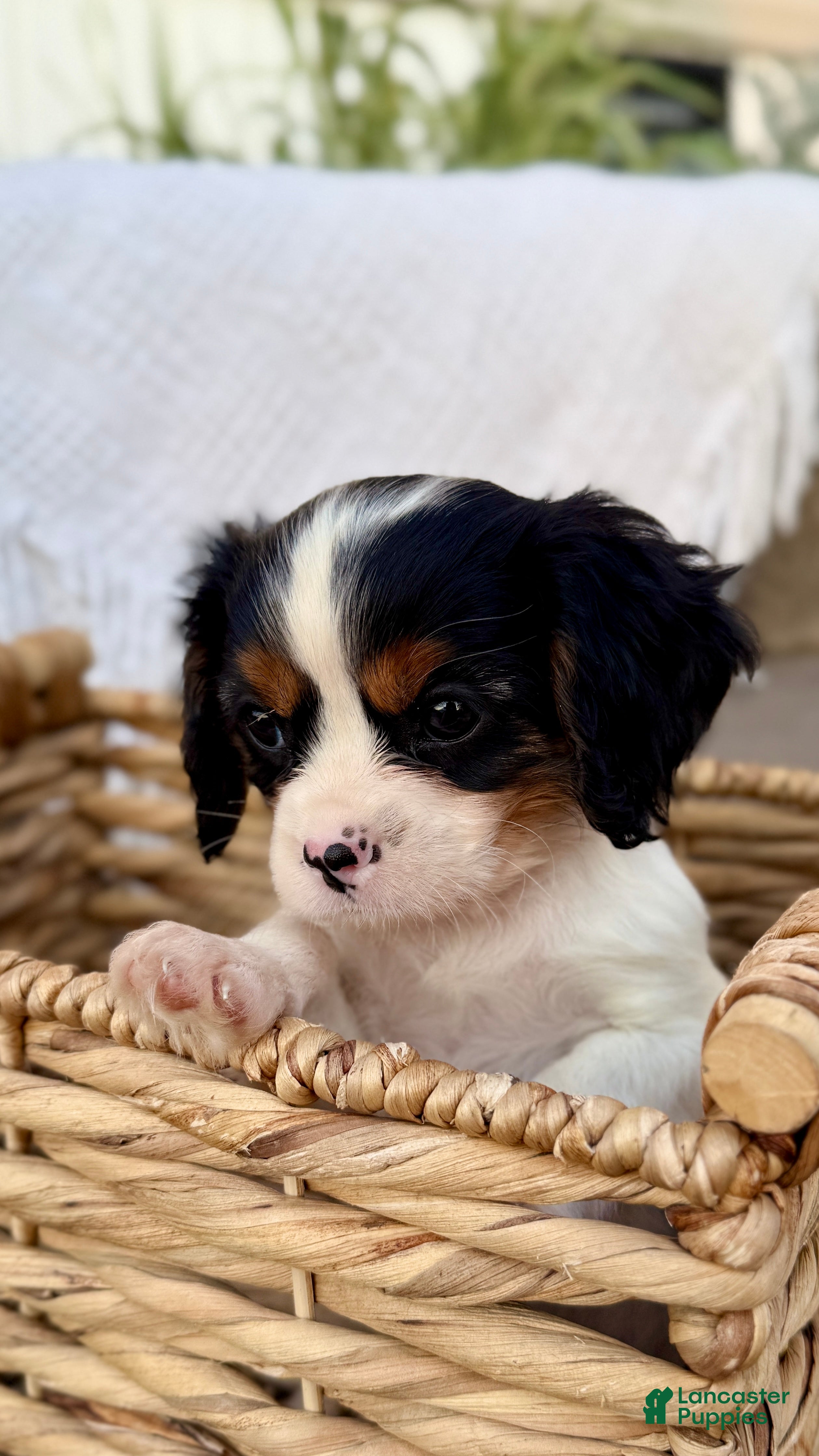 Cavalier King Charles Spaniel dogs Lucas - Ad 2