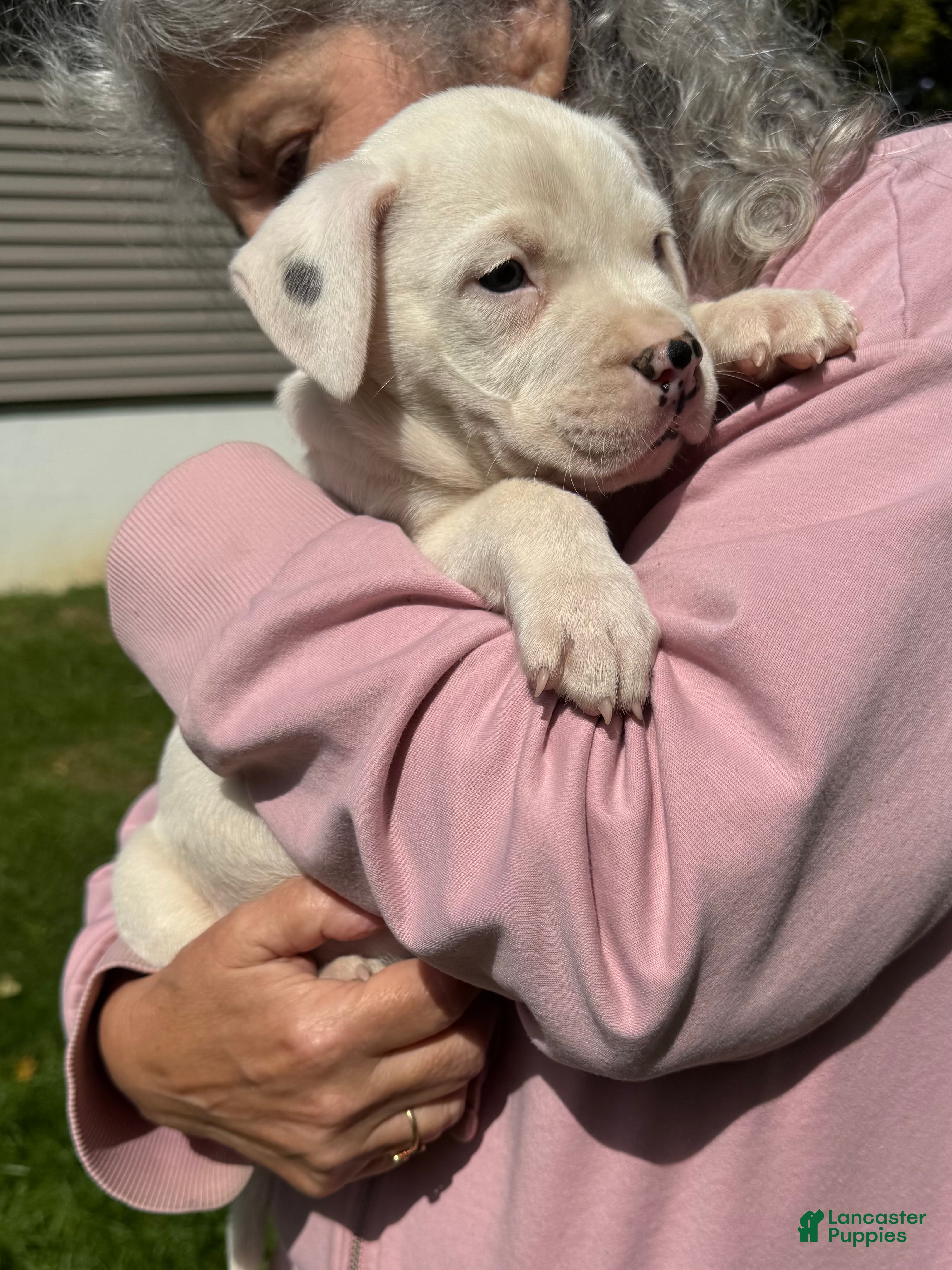 American Bulldog dogs Male 4 - Ad 2
