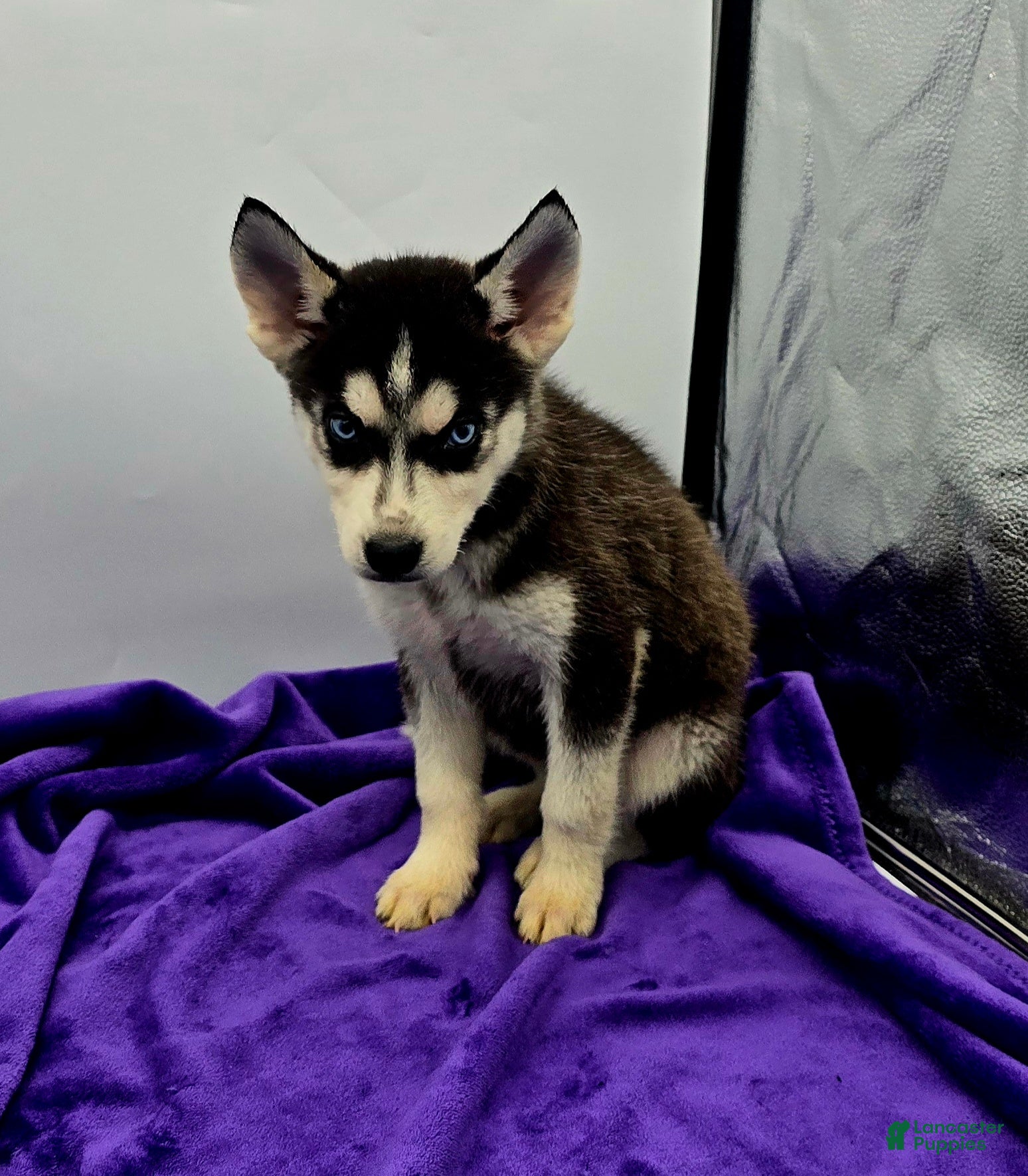 Siberian Husky dogs Reba - Ad 42