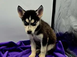 Siberian Husky dogs Reba - Ad 5