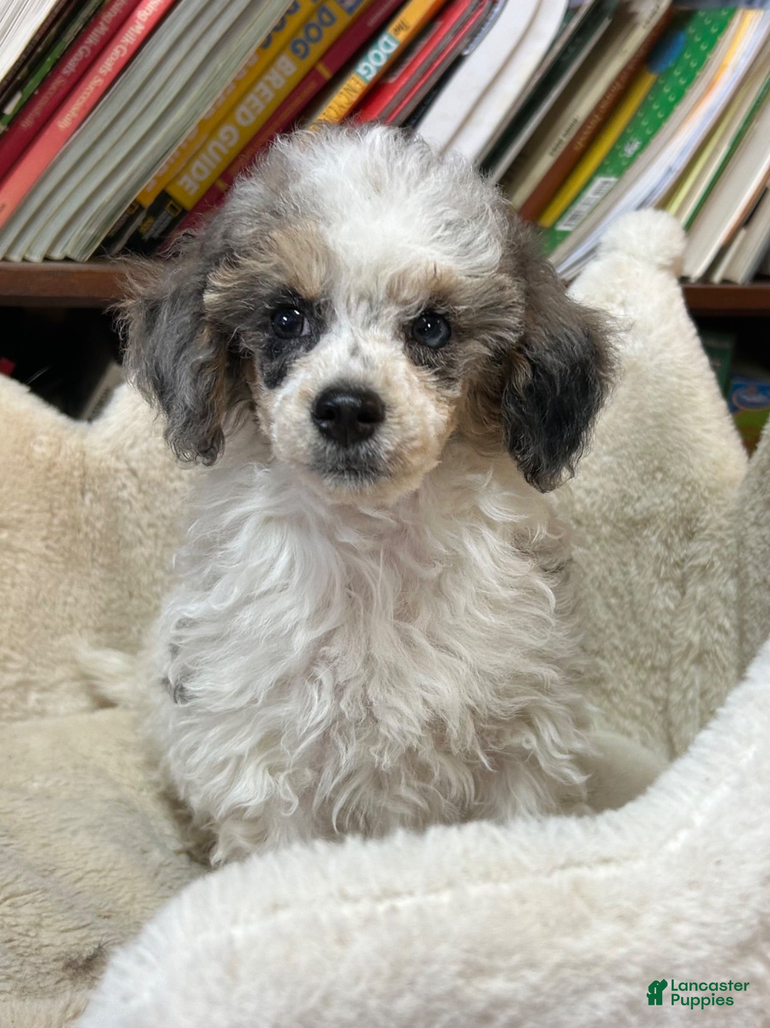 Miniature Poodle dogs Jewels - Ad 1