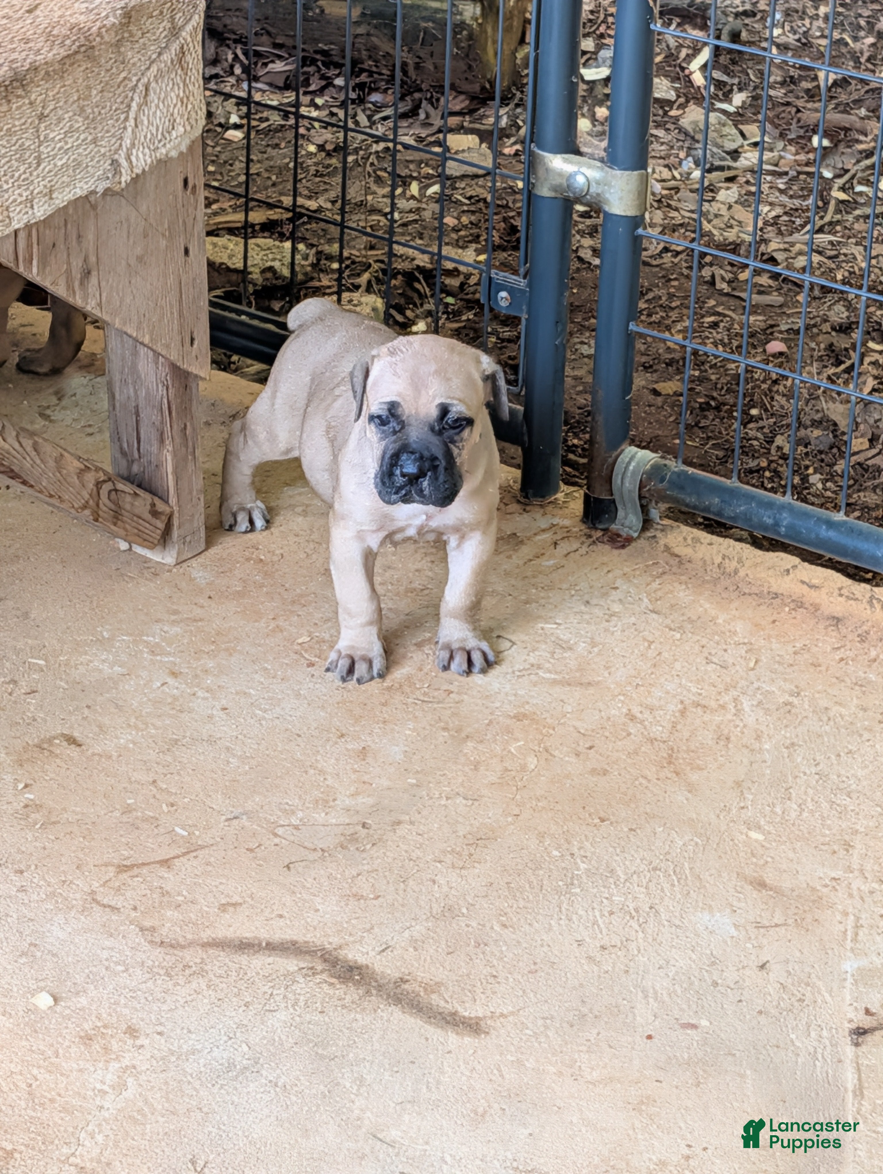 Cane Corso dogs Cane Corso 6 - Ad 32