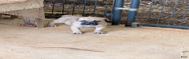 Cane Corso 6