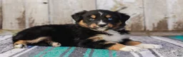 Australian Shepherd dogs for sale: Kelsey - Ad 5