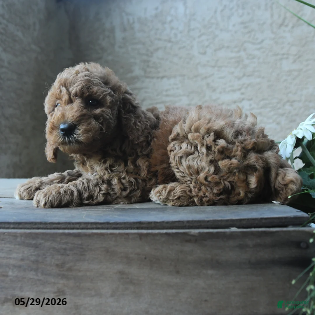 Miniature Poodle dogs for sale: Victoria - Ad 3