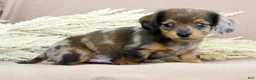 Miniature Dachshund dogs for sale: Lukey - Ad 7