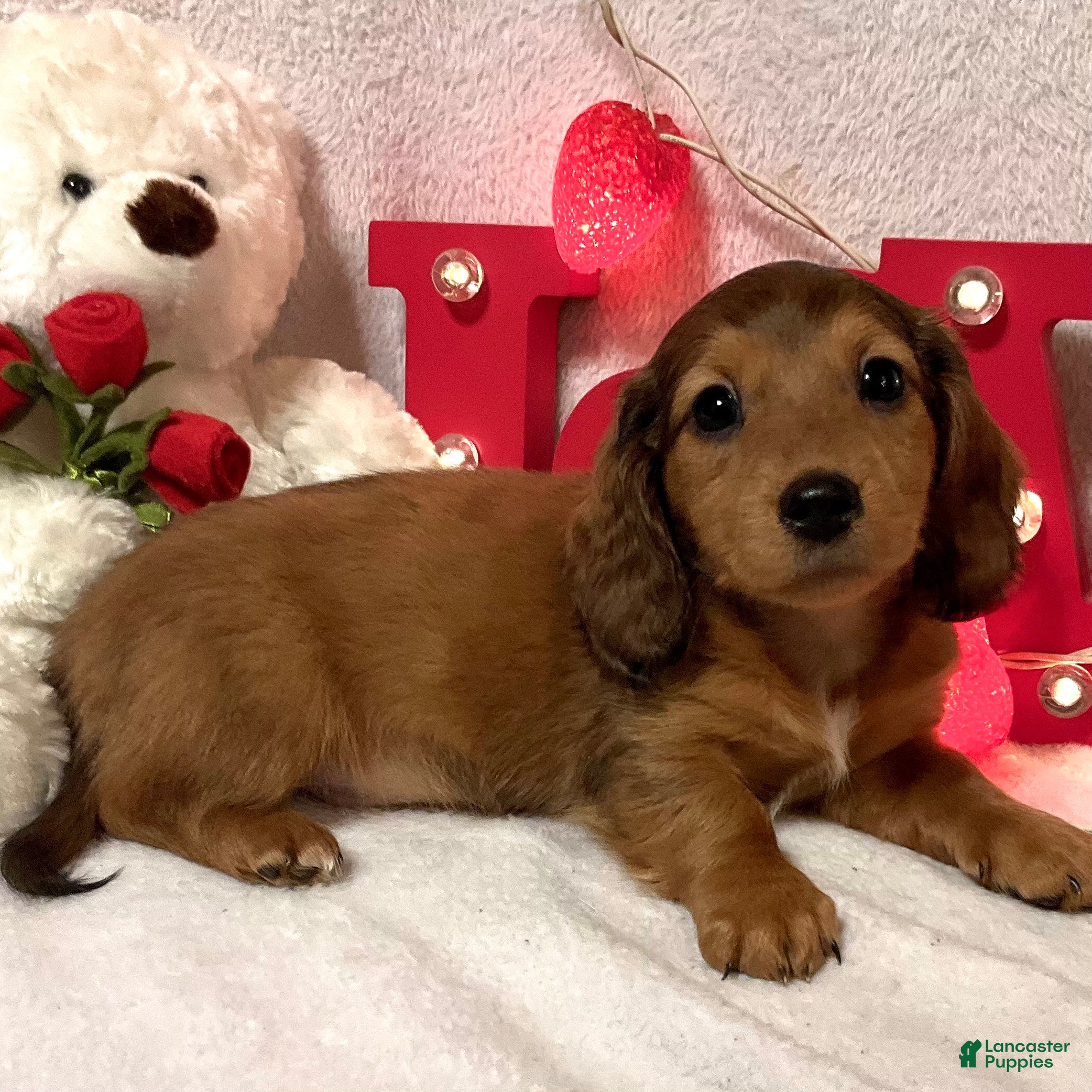 Miniature Dachshund dogs Lars - Ad 27