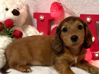 Miniature Dachshund dogs Lars - Ad 27